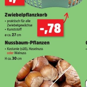 Haselnuss bei Thomas Philipps