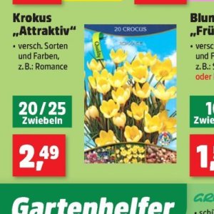Zwiebeln bei Thomas Philipps