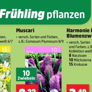 Pflanzen bei Thomas Philipps