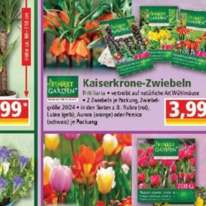 Zwiebeln bei Norma