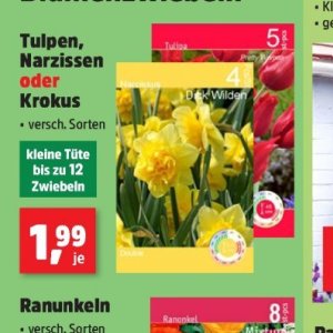 Zwiebeln bei Thomas Philipps