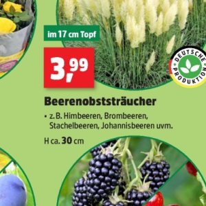 Brombeeren bei Thomas Philipps