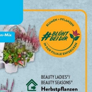 Pflanzen bei Aldi SÜD