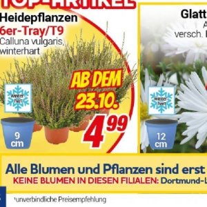 Pflanzen bei Centershop