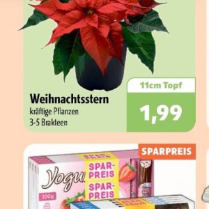 Weihnachtsstern