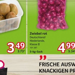 Zwiebel