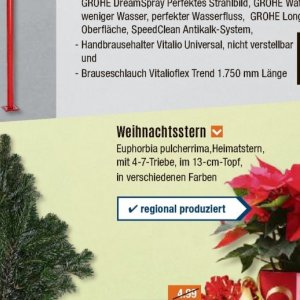 Weihnachtsstern
