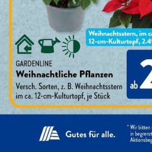Weihnachtsstern