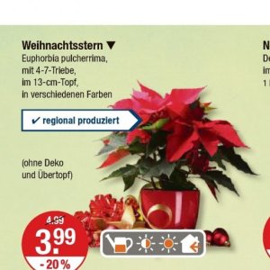 Weihnachtsstern