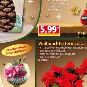 Weihnachtsstern bei Norma