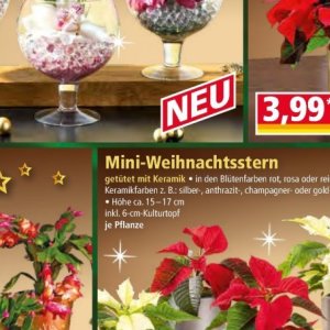Weihnachtsstern