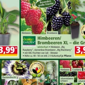 Brombeeren