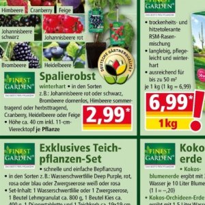Himbeere