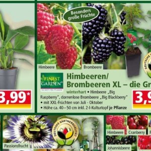 Himbeeren