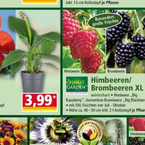 Himbeere