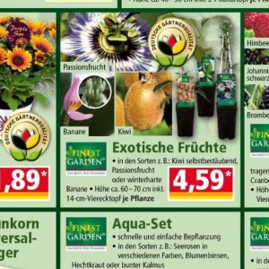 Kiwi bei Norma