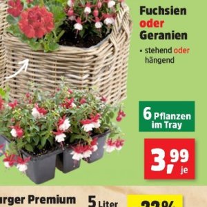 Pflanzen