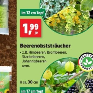 Brombeeren