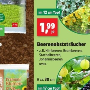 Himbeeren