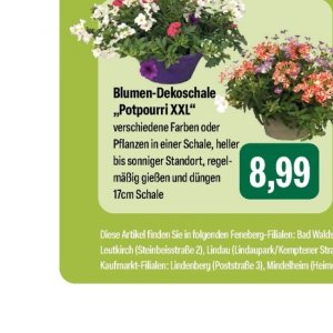 Pflanzen