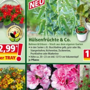 Erbsen