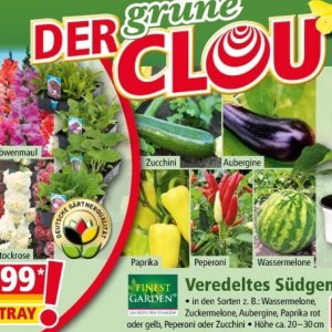 Zucchini bei Norma