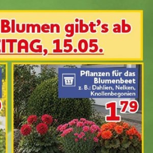 Pflanzen