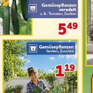 Gurken