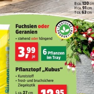 Pflanzen