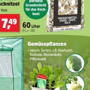 Kopfsalat