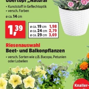 Pflanzen