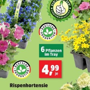 Pflanzen