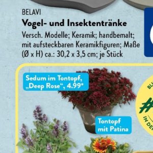 Rose bei Aldi SÜD