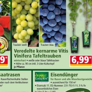Trauben