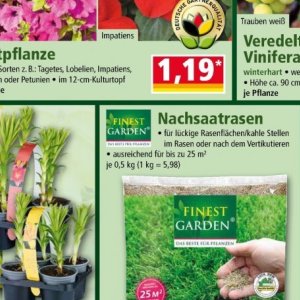 Pflanzen