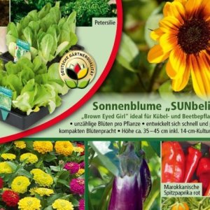 Sonnenblume