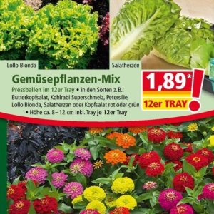 Kopfsalat