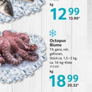 Octopus