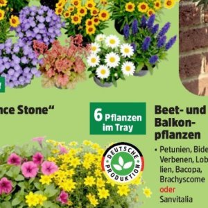 Pflanzen