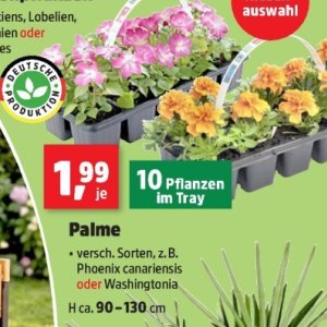 Pflanzen