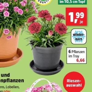 Pflanzen