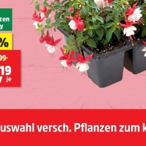 Pflanzen