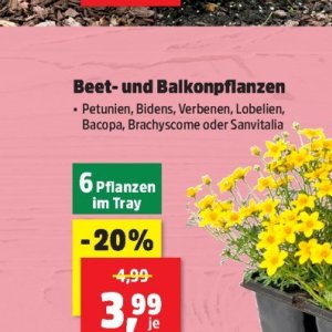 Pflanzen