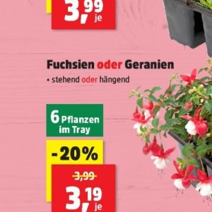 Pflanzen