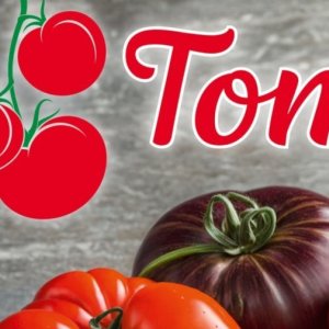 Tomaten